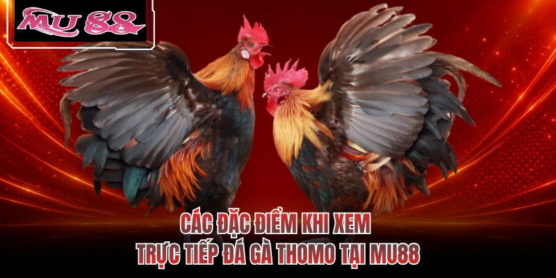 Các đặc điểm khi xem trực tiếp đá gà Thomo tại MU88