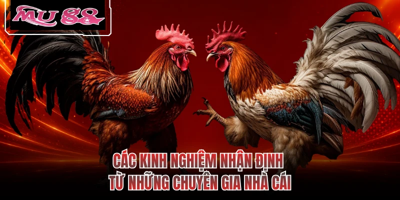 Các kinh nghiệm nhận định từ những chuyên gia nhà cái