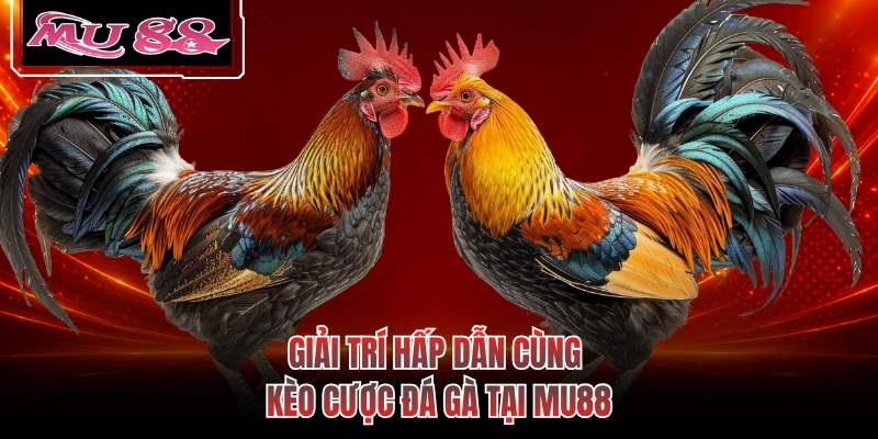 Giải trí hấp dẫn cùng kèo cược đá gà tại MU88