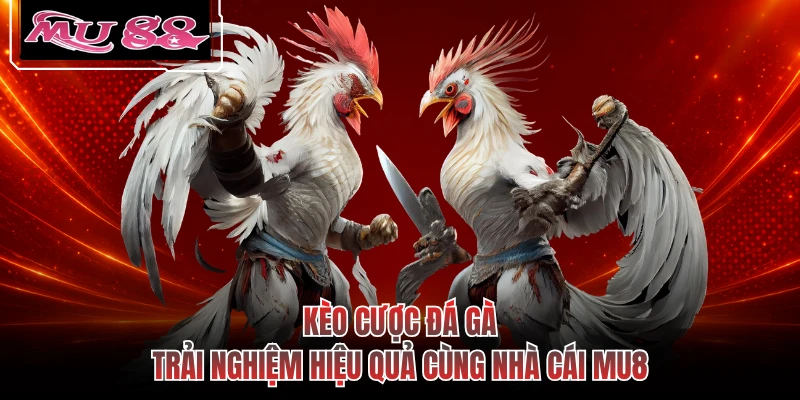 Kèo Cược Đá Gà - Trải Nghiệm Hiệu Quả Cùng Nhà Cái MU8