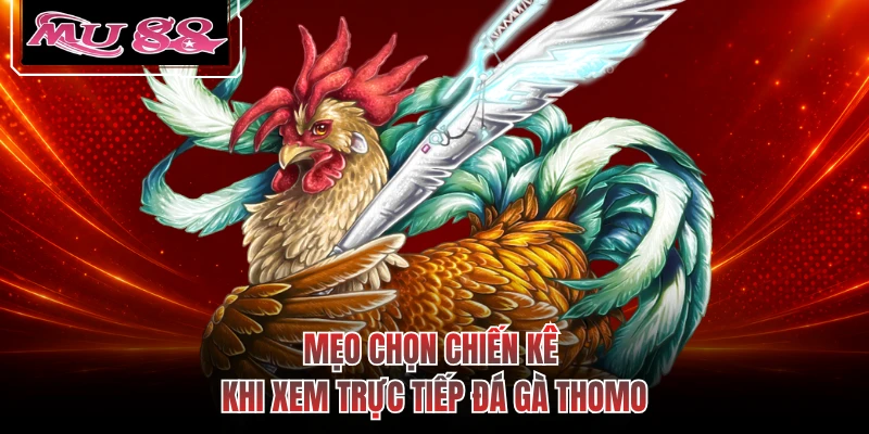 Mẹo chọn chiến kê khi xem trực tiếp đá gà Thomo