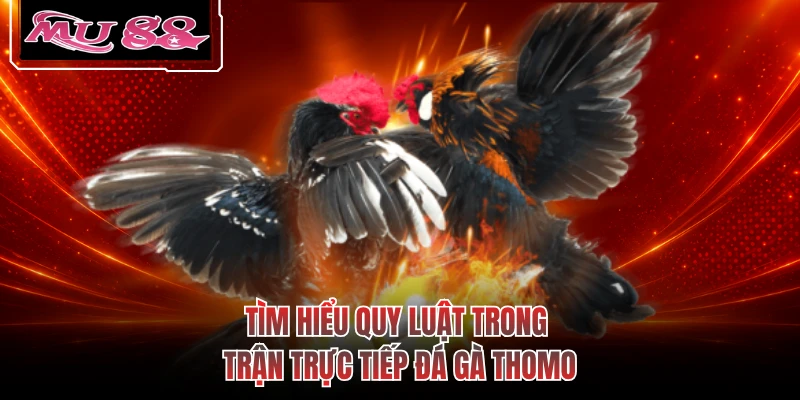 Tìm hiểu quy luật trong trận trực tiếp đá gà Thomo