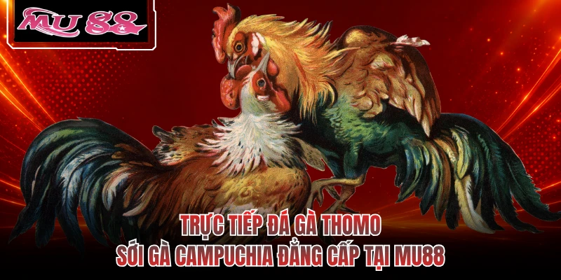Trực Tiếp Đá Gà Thomo - Sới Gà Campuchia Đẳng Cấp Tại MU88